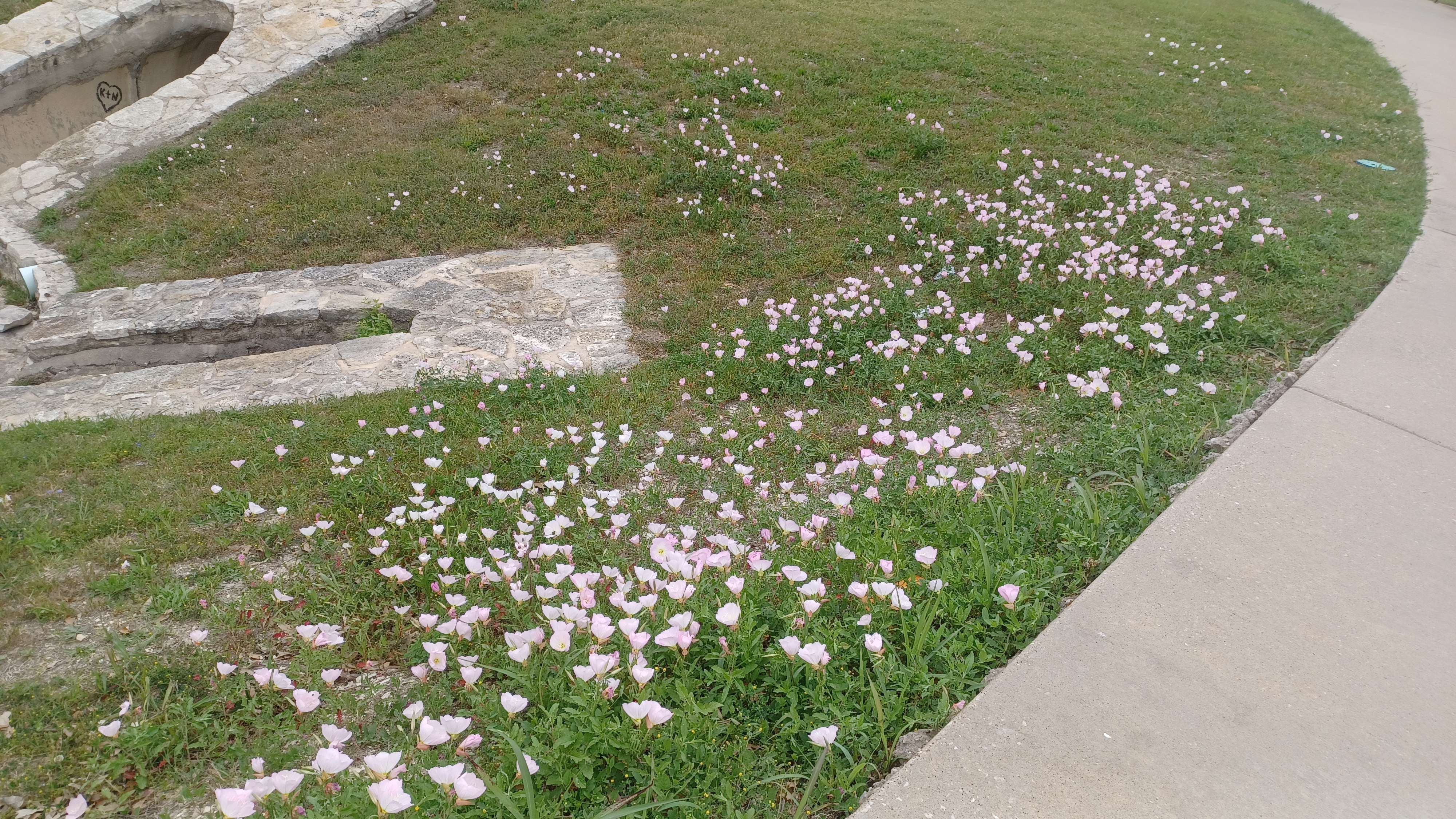 a photo of several pink flowers in some grass. on the far right of the photo, a sidewalk wraps around the flowers.